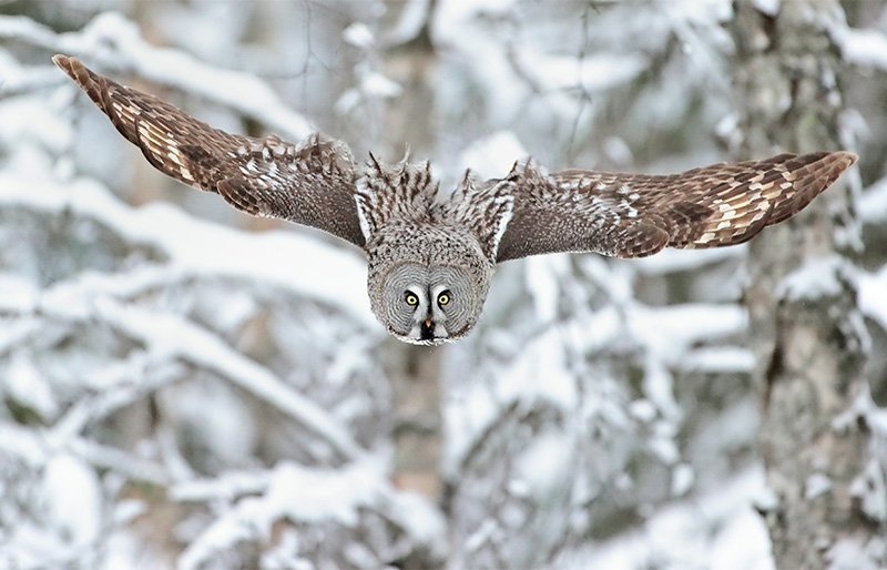 Wings outstretched, a great grey owl swoops through the forest
